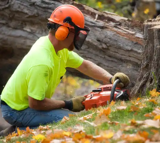 tree services Louisburg